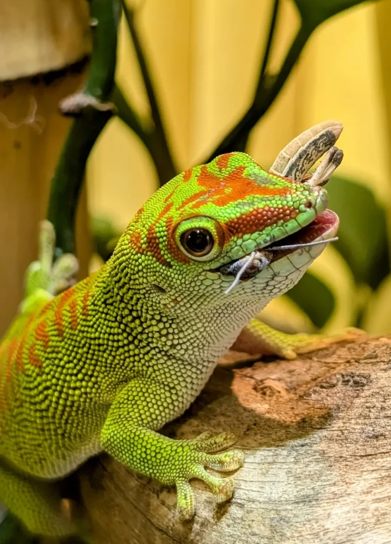 Mahlzeit Grüner Gecko mit oranger Musterung, der auf einem Ast sitzt und eine Heuschrecke fängt.