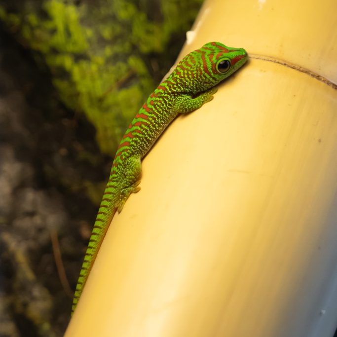 Grüner Gecko mit rot gestreiftem Muster, der an einem Gelb-Bambusrohr klettert.