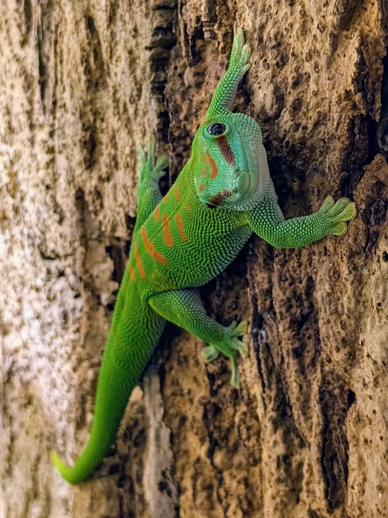 Grüner Gecko klettert an einem Bambus, mit roten Streifen auf seinem Körper.