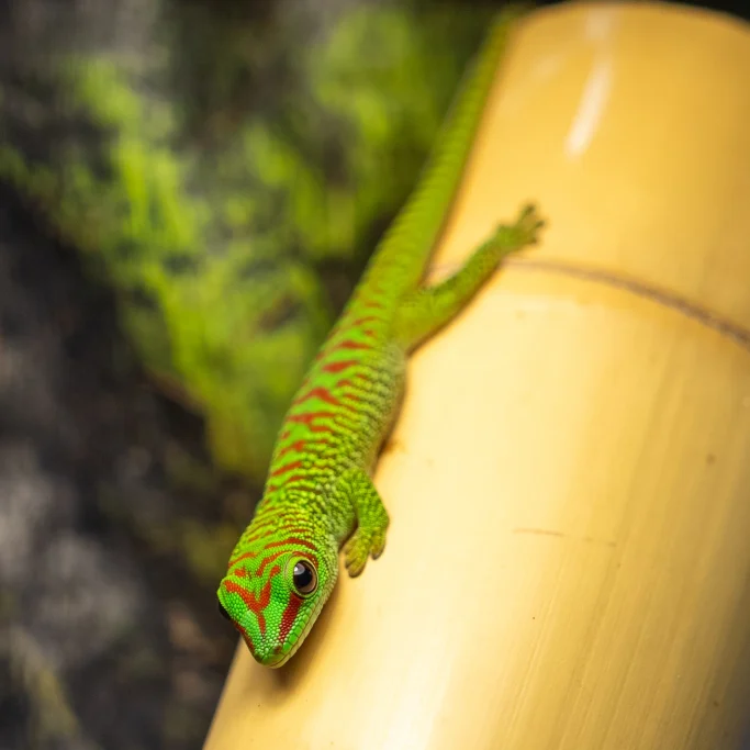 Grüner Gecko mit roten Streifen klettert auf einem Bambusstock.
