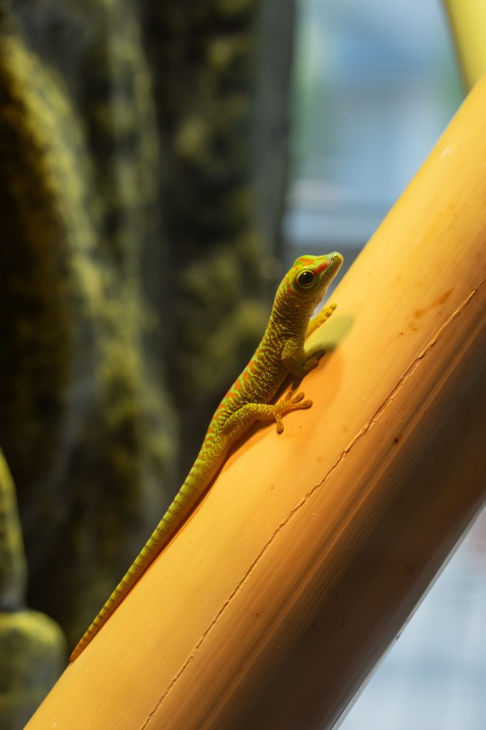 Ein heller Gecko klettert auf einem Holzstängel.
