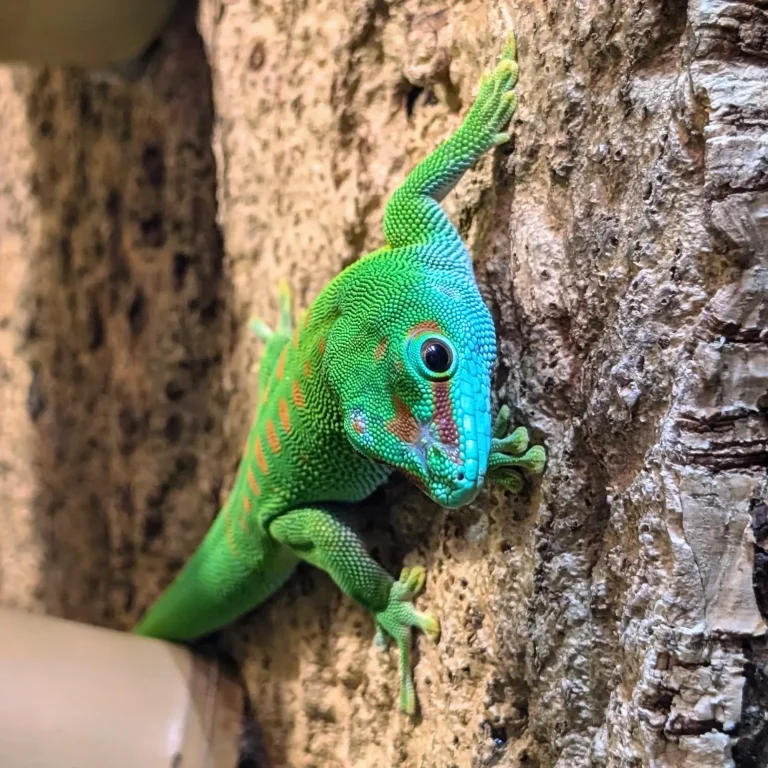 Ein Großer Madagaskar Taggecko klettert an einer Korkwand.