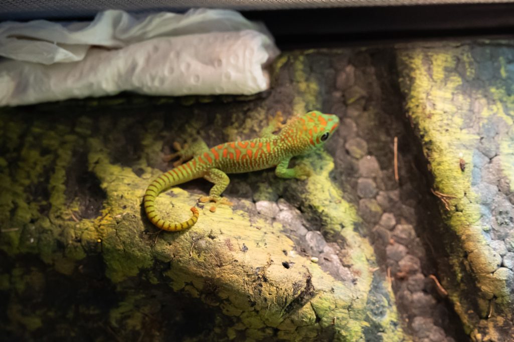 Ein grüner Gecko mit orangefarbenen Flecken auf einem felsigen Untergrund.