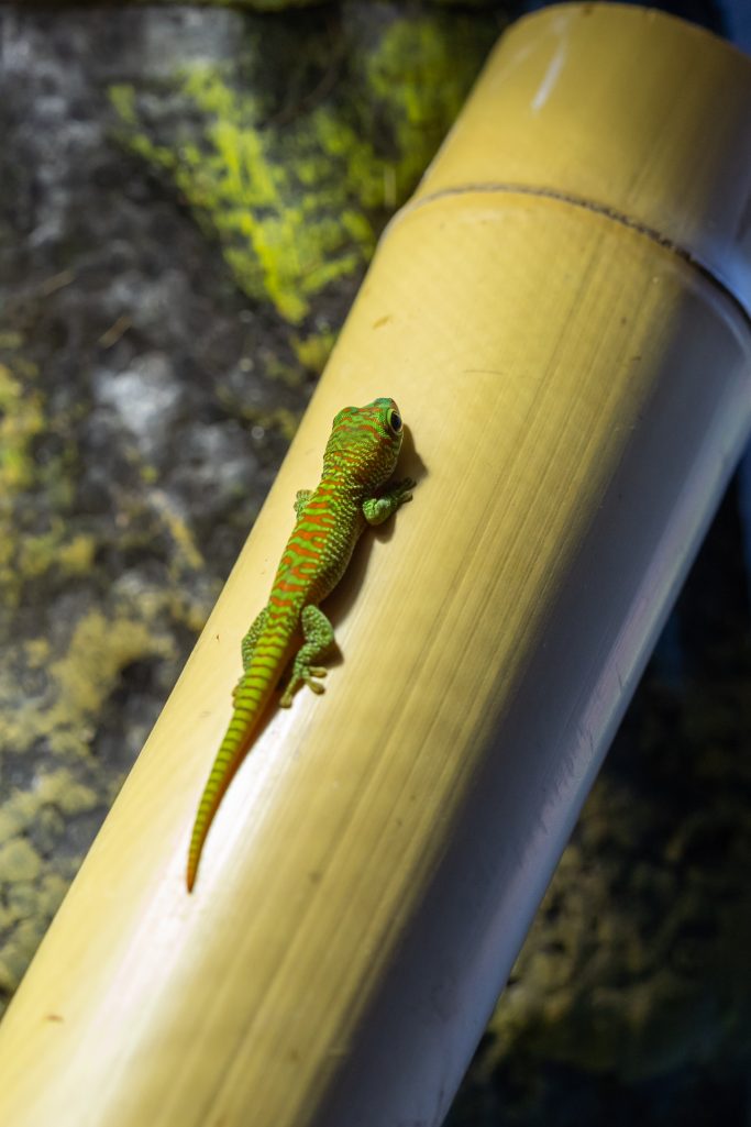 Ein Großer Madagaskar Taggecko liegt auf einem zylindrischen Objekt.