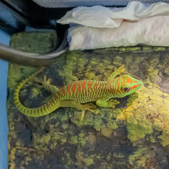 Ein buntschuppiger Gecko mit grüner und roter Färbung auf einem Stein.