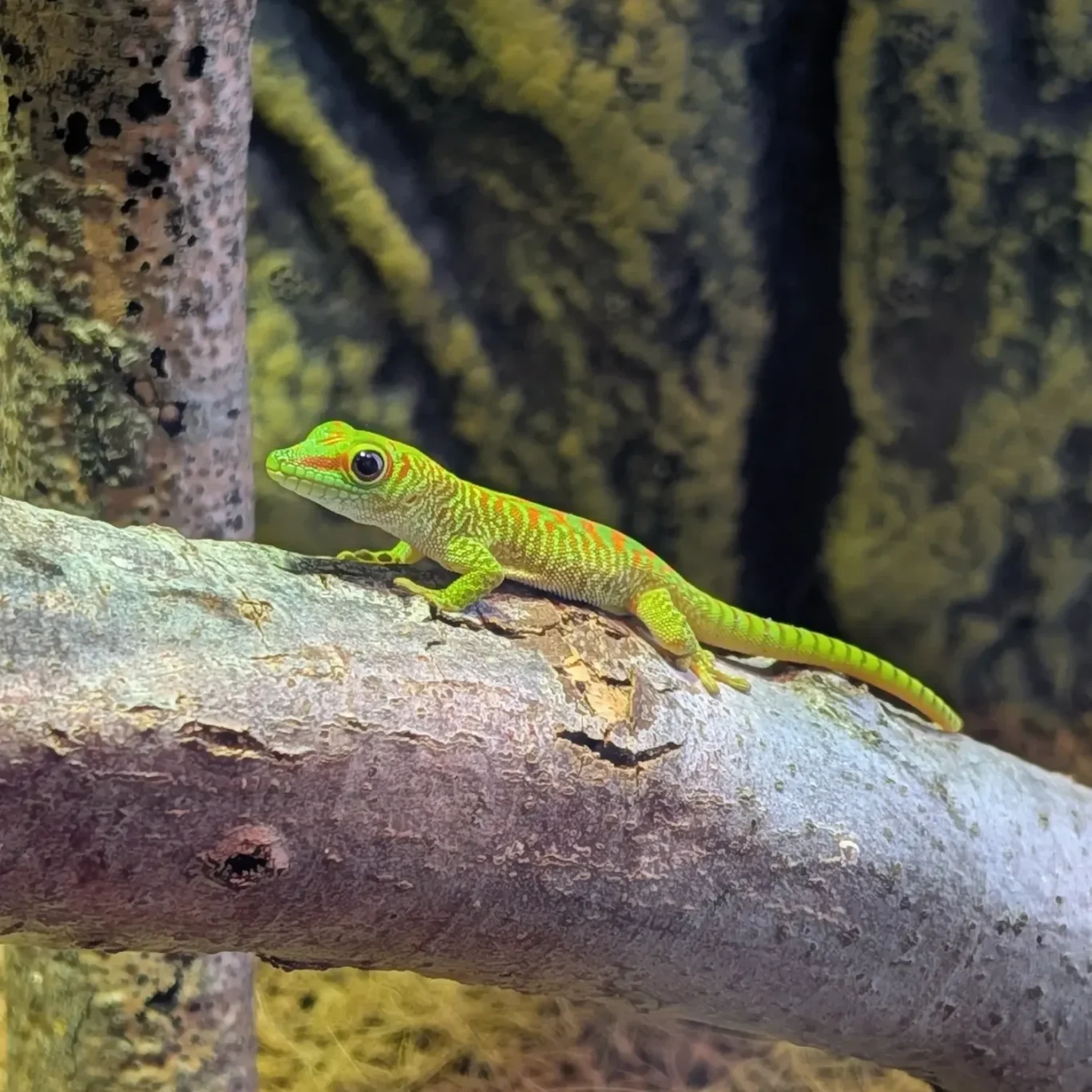 Keine Nachzuchten vorhanden Grüner Gecko mit großen Augen und rotem Herz auf Kopf, darunter Text über Nachzuchten.
