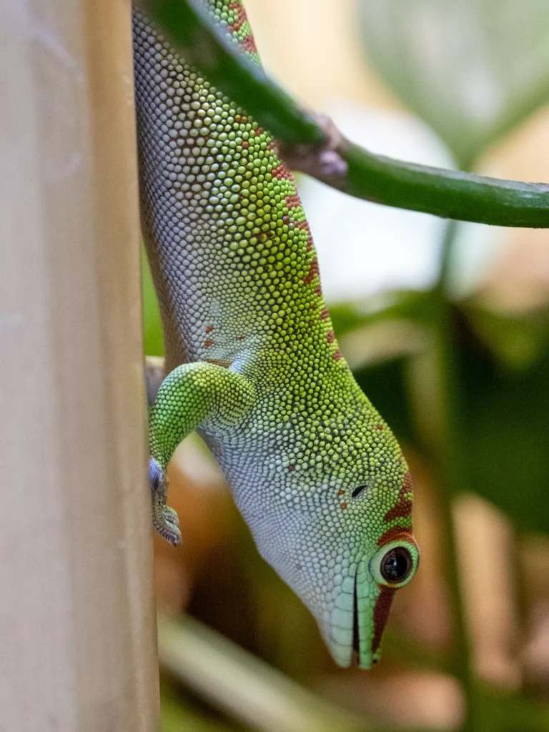 Unser Weibchen "Maddie" Grüner Gecko, der an einem Bambusrohr hängt, mit lebhaften Schuppen und großen Augen.