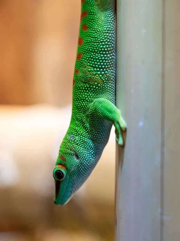 Unser Männchen "Flash" Grüner Gecko klettert an einem Bambus, mit roten Streifen auf seinem Körper.